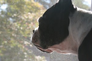Cheweh, a Boston terrier and former rescue. Good dog. Cheweh, a Boston terrier and former rescue. Good dog.