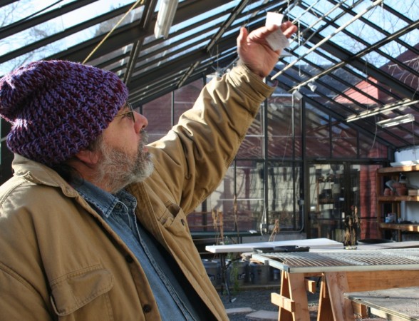 Randel Agrella, manager at Comstock Ferre & Company in Wethersfield, looks to growing and offering heirloom plants including tomato, pepper, herbs and more in the greenhouse at the seed company in Old Wethersfield, Conn. Randel Agrella, manager at Comstock Ferre Seed Company in Wethersfield,looks to growing young plants and other vibrant changes inside the greenhouse at the seed company's location in Old Wethersfield.