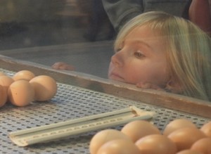 Eggs ready to hatch at the Pennsylvania Farm Show