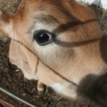 Calf eyes the camera - Moo Dog Press.