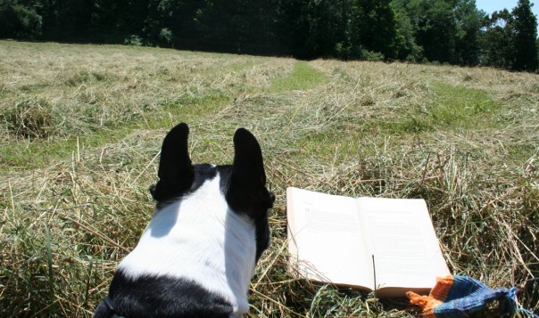 High Meadow Hay with Twain and Boston terrier sidekick. Yes, that's his tongue, it was hot. Hay meadow, Twain, Boston terrier. Hoof prints in the soft earth too. Moo Dog Press.