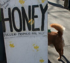 Local honey and a market canine. Photo, Moo Dog Press Magazine, all rights reserved.