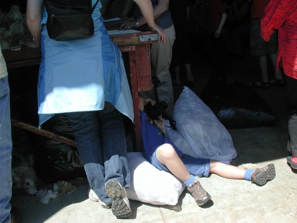 Seen at a sheep and wool festival. Always wondered what images resulted from this angle. Photo by Chris Brunson