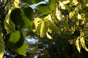 A linden tree on a city tree.