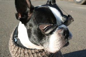 Moo Dog Press - Where Dogs Are Family And Country Matters. This dapper Boston terrier is one in a million. Moo Dog Press - Where Dogs Are Family And Country Matters. A Boston terrier sports a hand-knit sweater of 100 percent wool - sturdy, washable, practical for long walks and cold days.