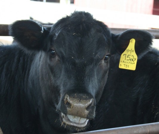 Why is this calf smiling? Well, it's not really if you look closely - it's doing what calves do after sampling a salt lick. Learn more about life and business - Ag Day at the Capitol is when farms, food and agricultural concerns meet legislators and the Governor in Hartford. Tentative date is Wednesday, March 21, 2012. Look for a link here soon with more details.