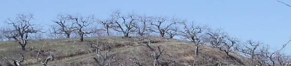 Mature apple trees in winter. Moo Dog Press Magazine.