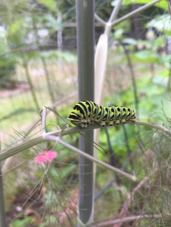 "We have swallowtail caterpillars on our fennel - Yay!" - a photo from The Book Barn's Facebook page.