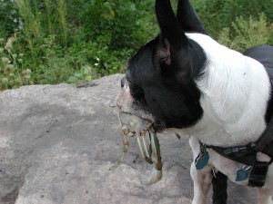 Blue crab, Boston terrier.