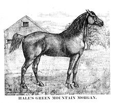 Morgan from Wikipedia