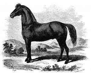 Figure could do it all. The foundation sire for the Morgan horse breed put his stamp on all his get. Image is linked to the official site for the whole story.