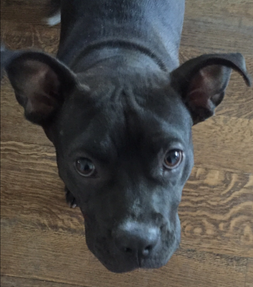 Perrie is a 30-pound boxer/bully mix. She is 11 months old and loves to play with other dogs. A sweetie who gets along with all she meets, she will make a great family dog. Image is linked to Little Black Dog Rescue for more canines looking for their people and a home all their own.