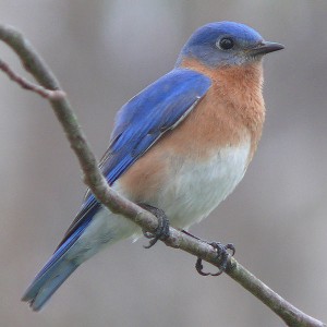 Look for bluebirds.