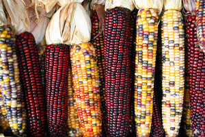 Corncobs by Sam Fentress. CC BY-SA 2.0 