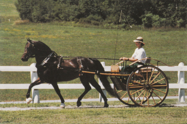 Vintage UVM postcard, driving with a Morgan in the traces.