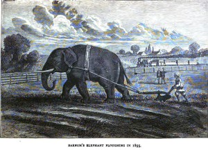 P.T. Barnum knew the value of human curiosity - and yes, that is an elephant plowing the field.