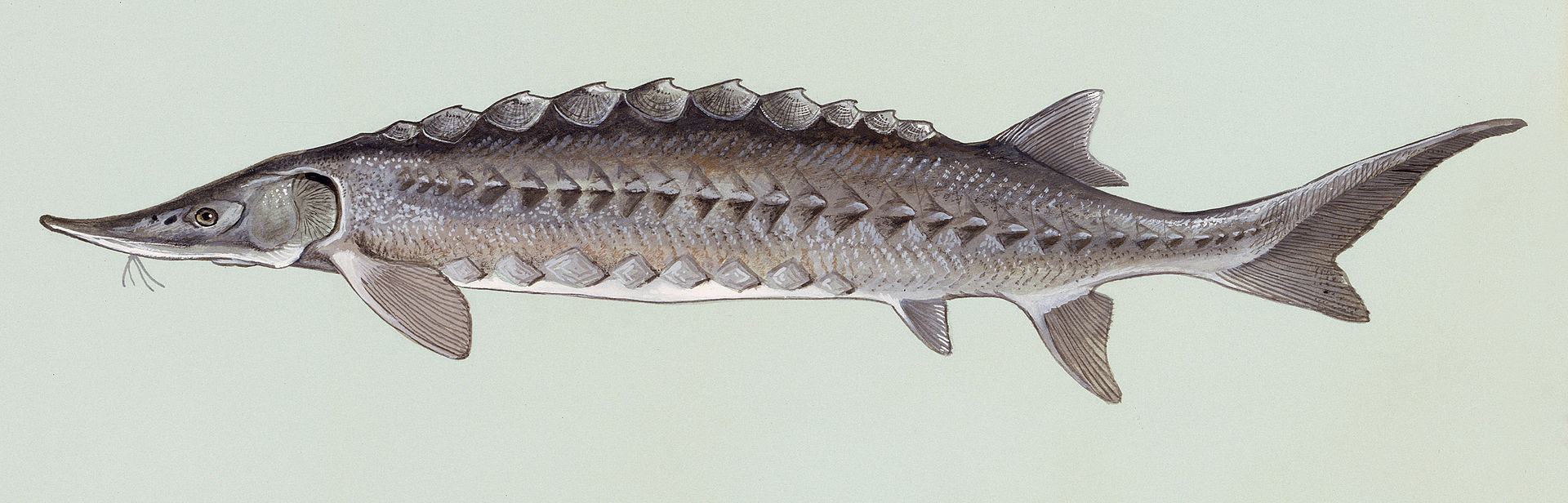 Acipenser oxyrhynchus  - sturgeon - by Duane Raver, U.S. Fish and Wildlife Service, via Wikimedia Commons