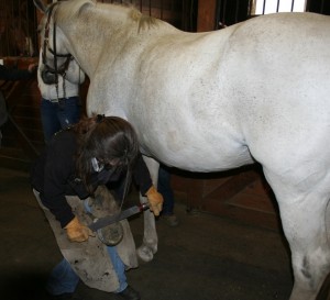 A farrier at work.