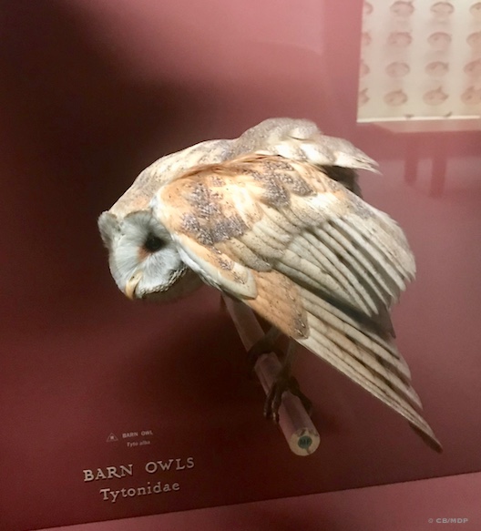 A most beautiful barn owl at Yale Peabody Museum. Photo by Chris Brunson, MDP.
