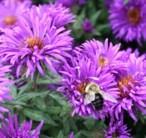 Bee friendly asters. © Moo Dog Press.