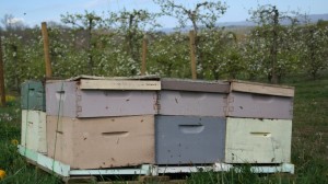 Honeybee hives placed in an orchard. Photo: Moo Dog Press Magazine.