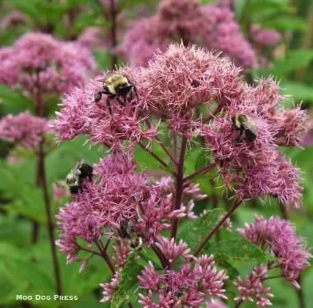 Bumblebees are important pollinators. TW/MDP