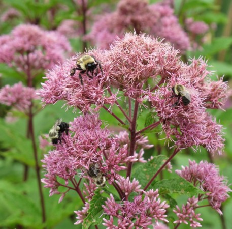 Bumblebees are important pollinators.