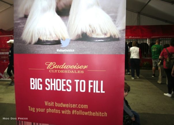 Budweiser Clydesdales.