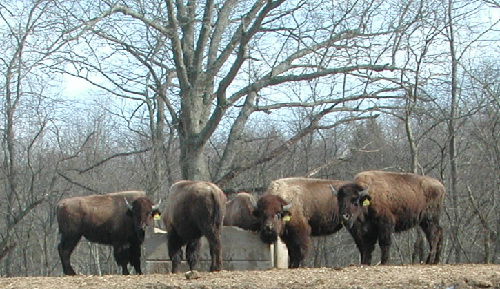 Bison, buffalo. In Connecticut. By Chris Brunson