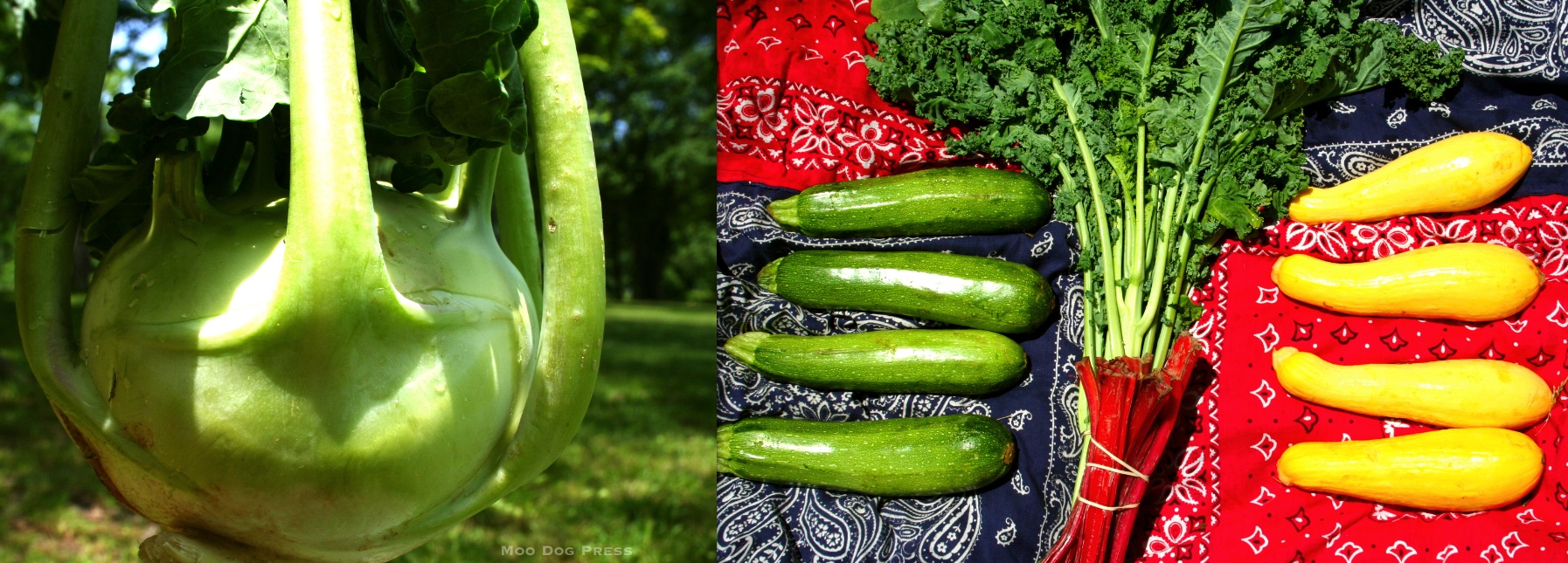 Colorful, rich in vitamins, grown by Killam & Bassette, part of week two CSA.