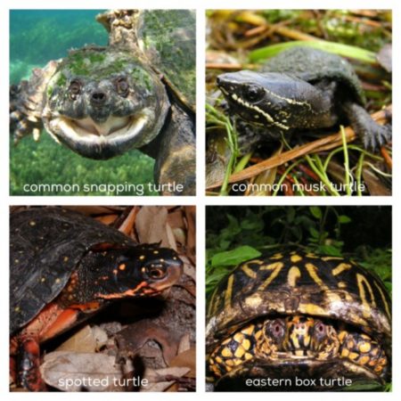 Four species you may see - image linked to more information about the Connecticut Turtle Atlas and the Jonah Center.
