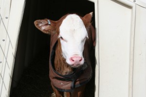 Sunshine feels good for a young calf.