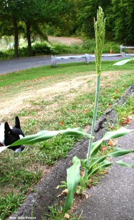 Nature finds a way.