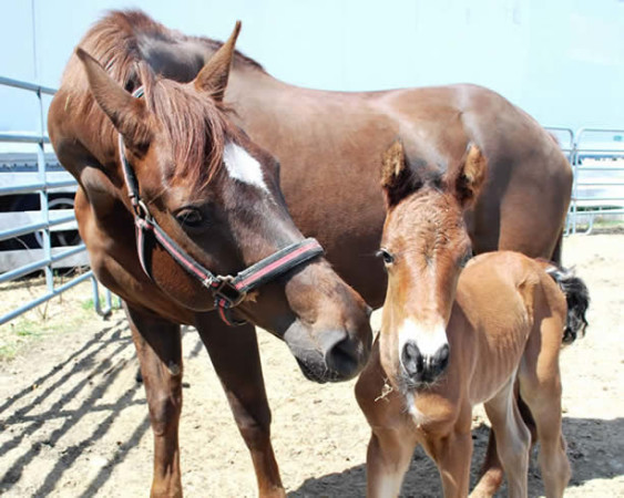 UConn Morgan mare and foal