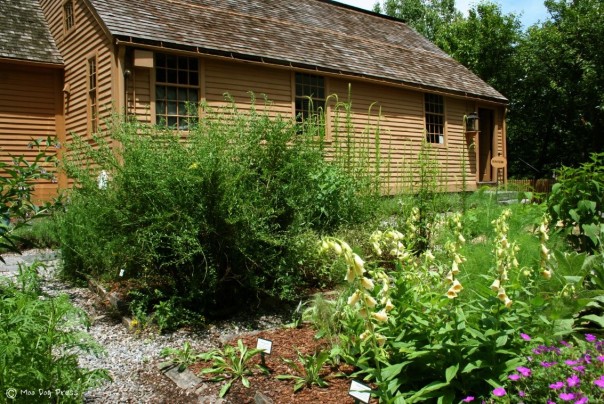 Foxglove, comfrey, lavender, useful for medicinal and culinary purposes. The well-tended gardens at Thankful Arnold House.