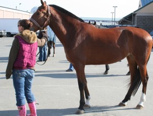 Lead and look © Moo Dog Press Horses and Life