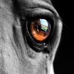 Eye of an equine.