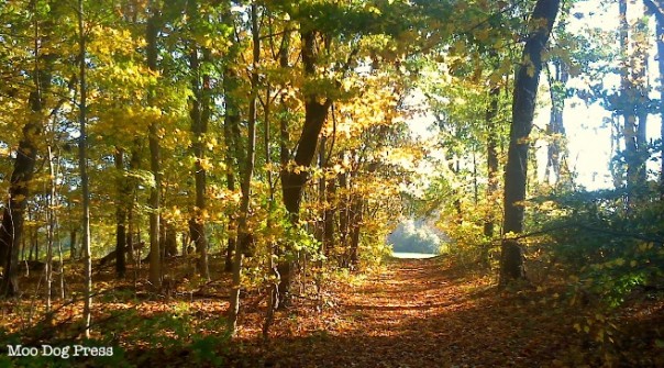 Fall walk hay meadow woods. Moo Dog Press