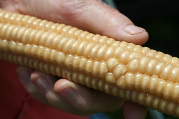 Whit Davis hold an ear of flint corn. Moo Dog Press Magazine image.