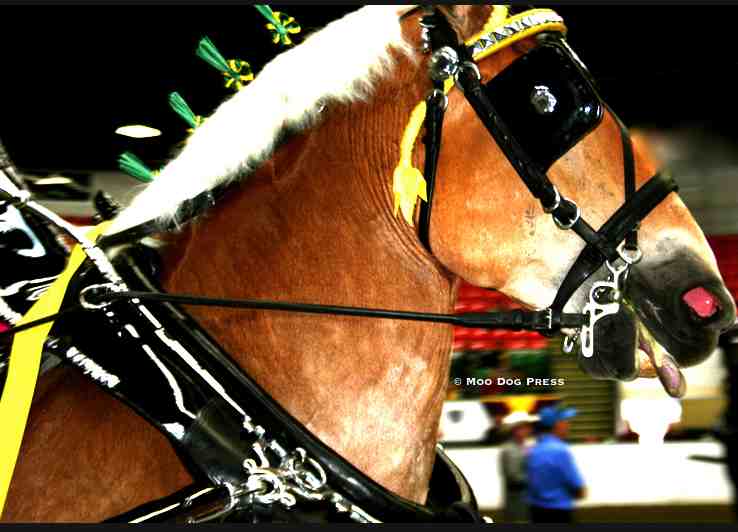 Belgian in the show ring.