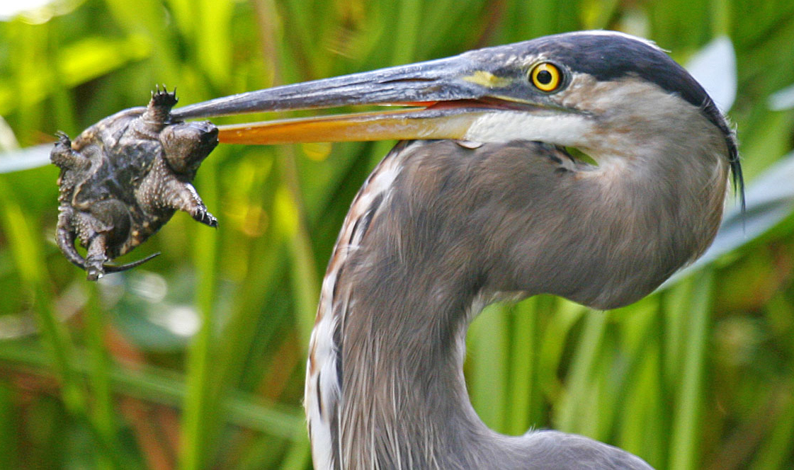 Great blue heron with common snapping turtle. Incredible photo by John Harrison, CC.