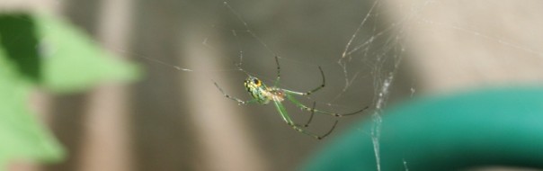 Green jewel of a spider amid the hyssop, September side garden.