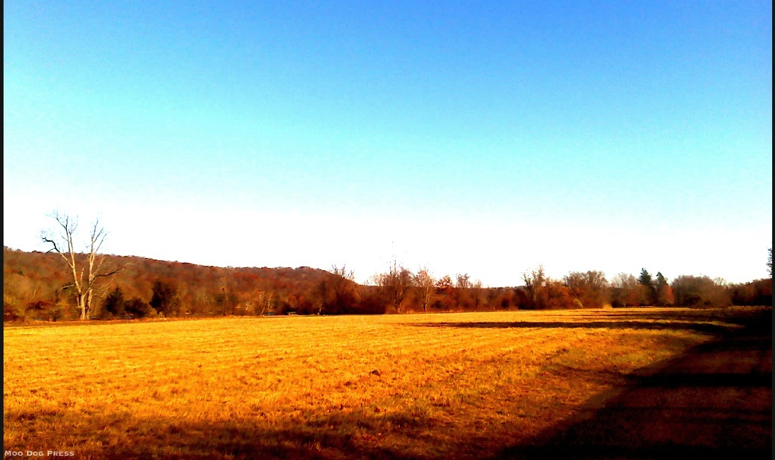 Winter hay meadow.