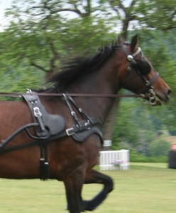 A carriage horse in motion. Moo Dog Press Magazine image. Carriage horse in action.