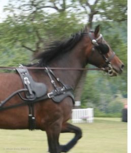 Horse at state park. © Moo Dog Press