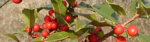 Holly green leaves and red berries.