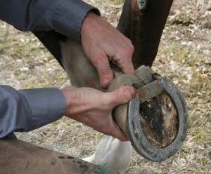 A hoof, up close.