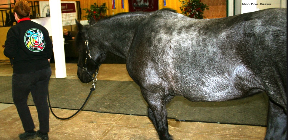 Horse coming through. See that distinctive medallion on the person leading this blue roan?