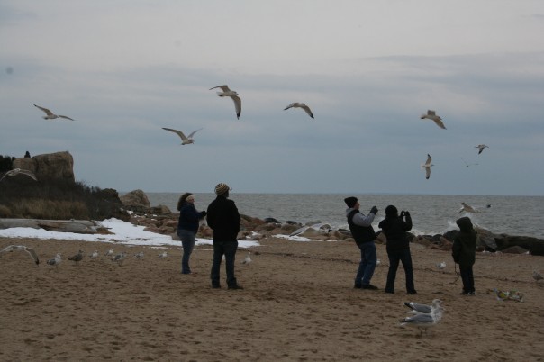 Gulls and people meet at the beach.