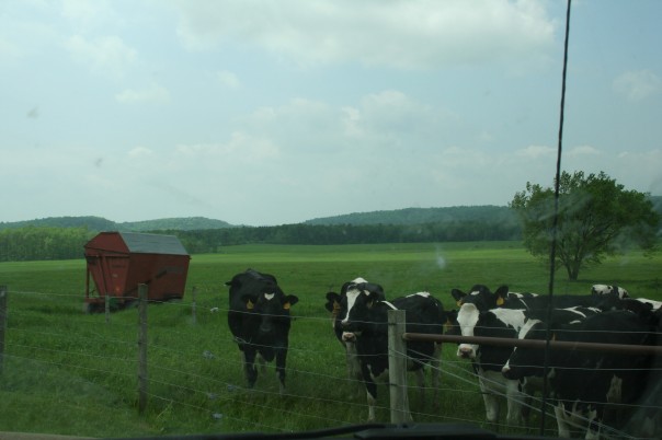 Holsteins in Vermont. Moo Dog Press.